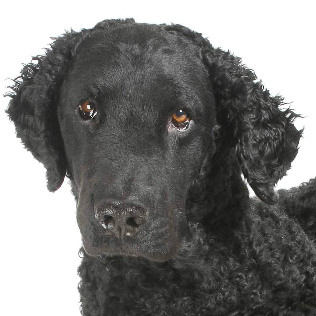Curly-Coated Retriever Collection
