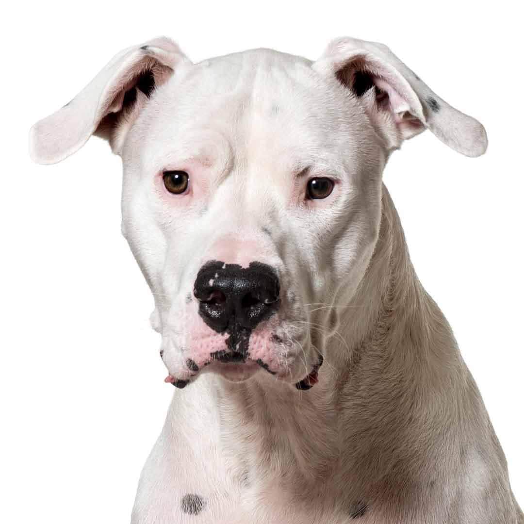 Dogo Argentino Collection