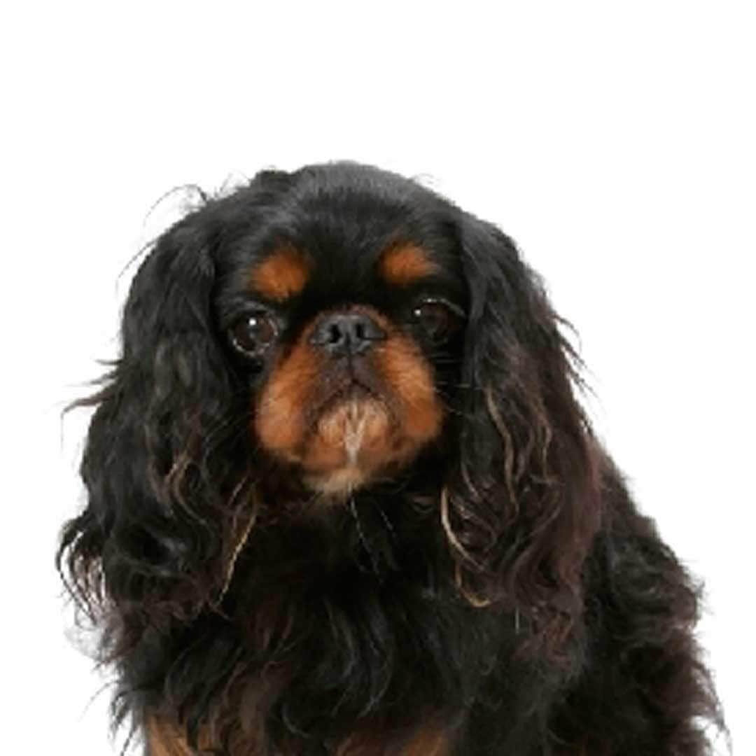 English Toy Spaniel Collection