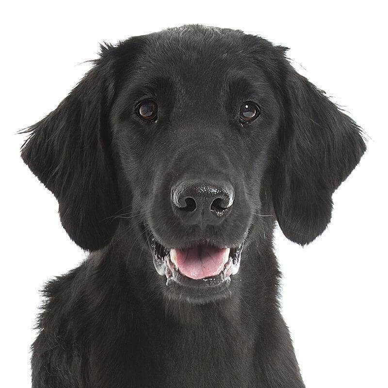 Flat-Coated Retriever Collection