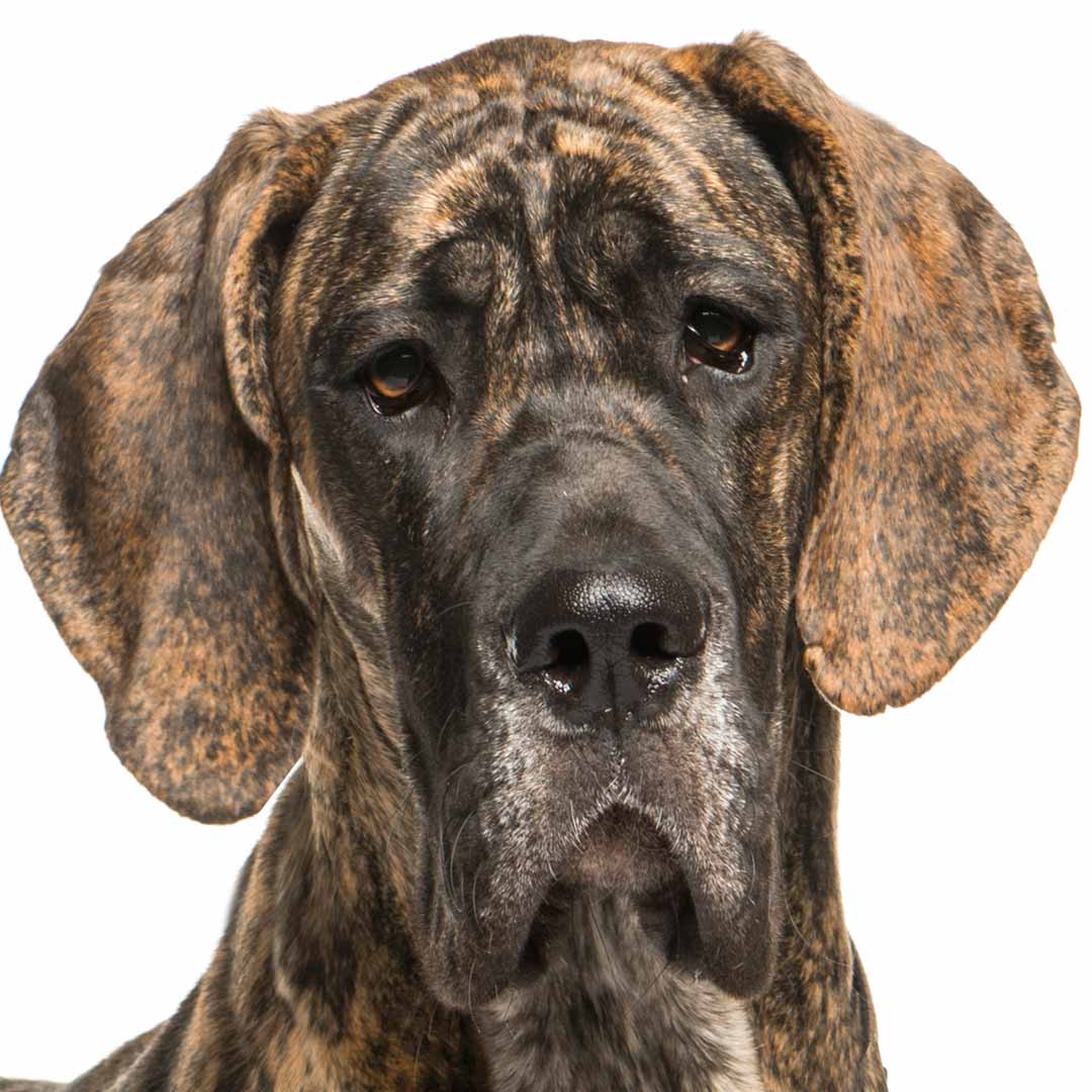 Great dane supplies list best sale