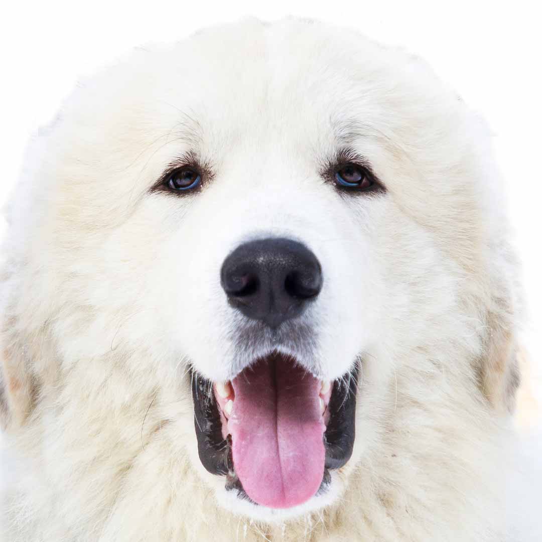 Great Pyrenees Collection