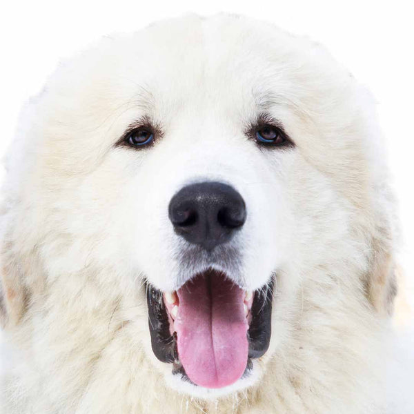 Best dog shampoo outlet for great pyrenees