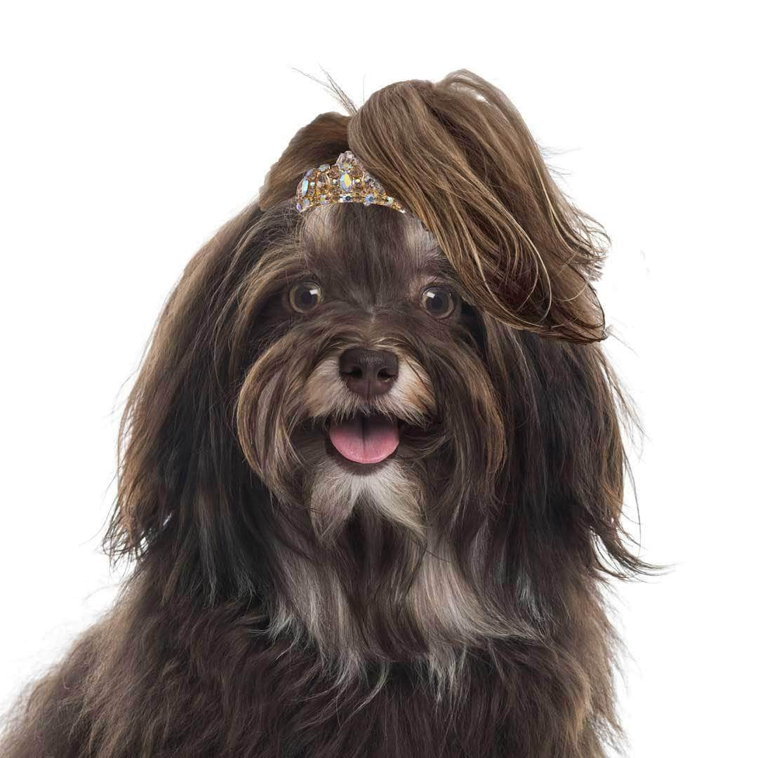 Shop Havanese Dog Collection for Everything From Nose to Tail havanese dog havanese dog