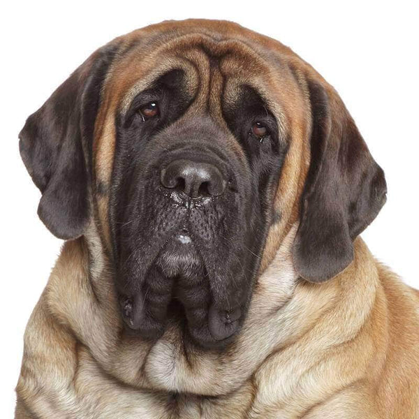 English mastiff store hotsell