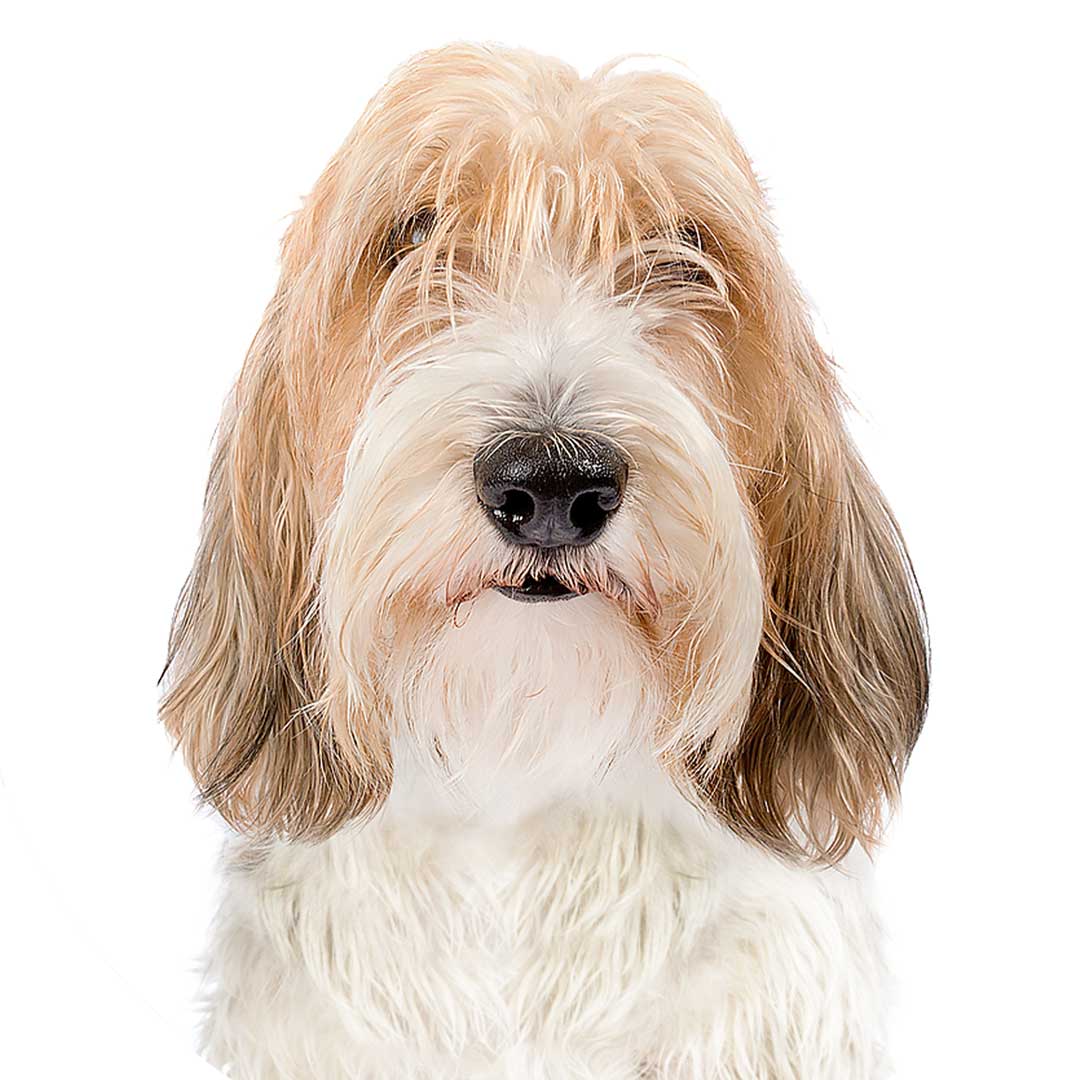 Basset von hot sale griffon