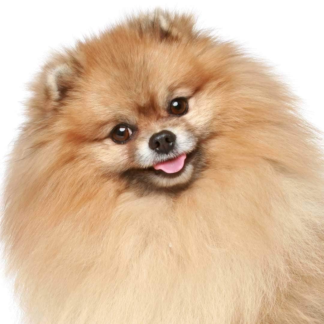 Pomeranian Collection