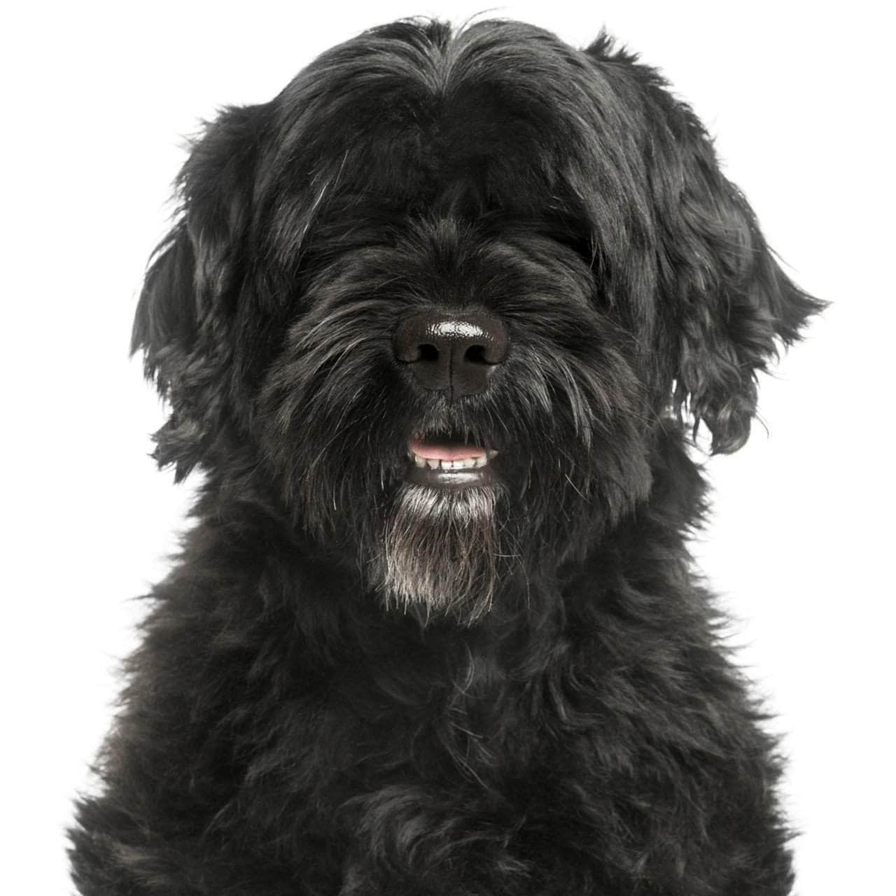 Portuguese Water Dog Collection