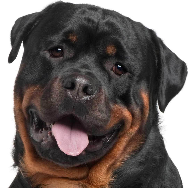 Rottweiler fashion snout