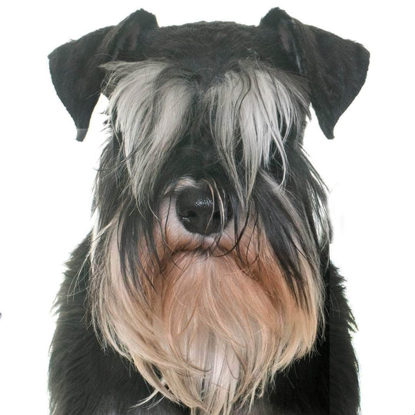 Shop The Blissful Dog Schnauzer Collection for Everything Schnauzer