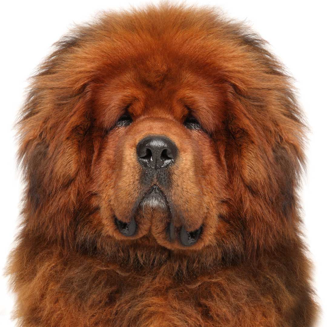 Tibetan mastiff sale dog pics