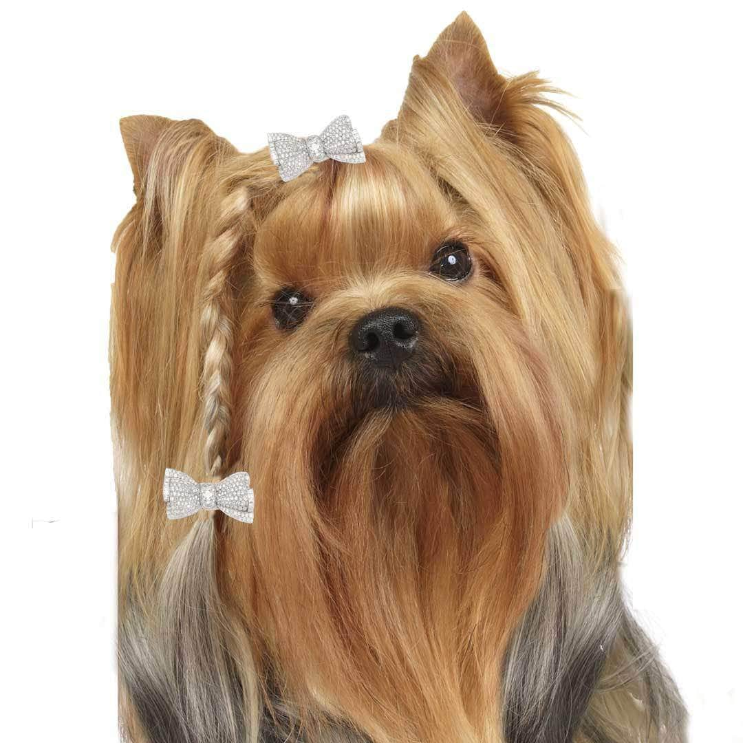 Yorkie hair sale care