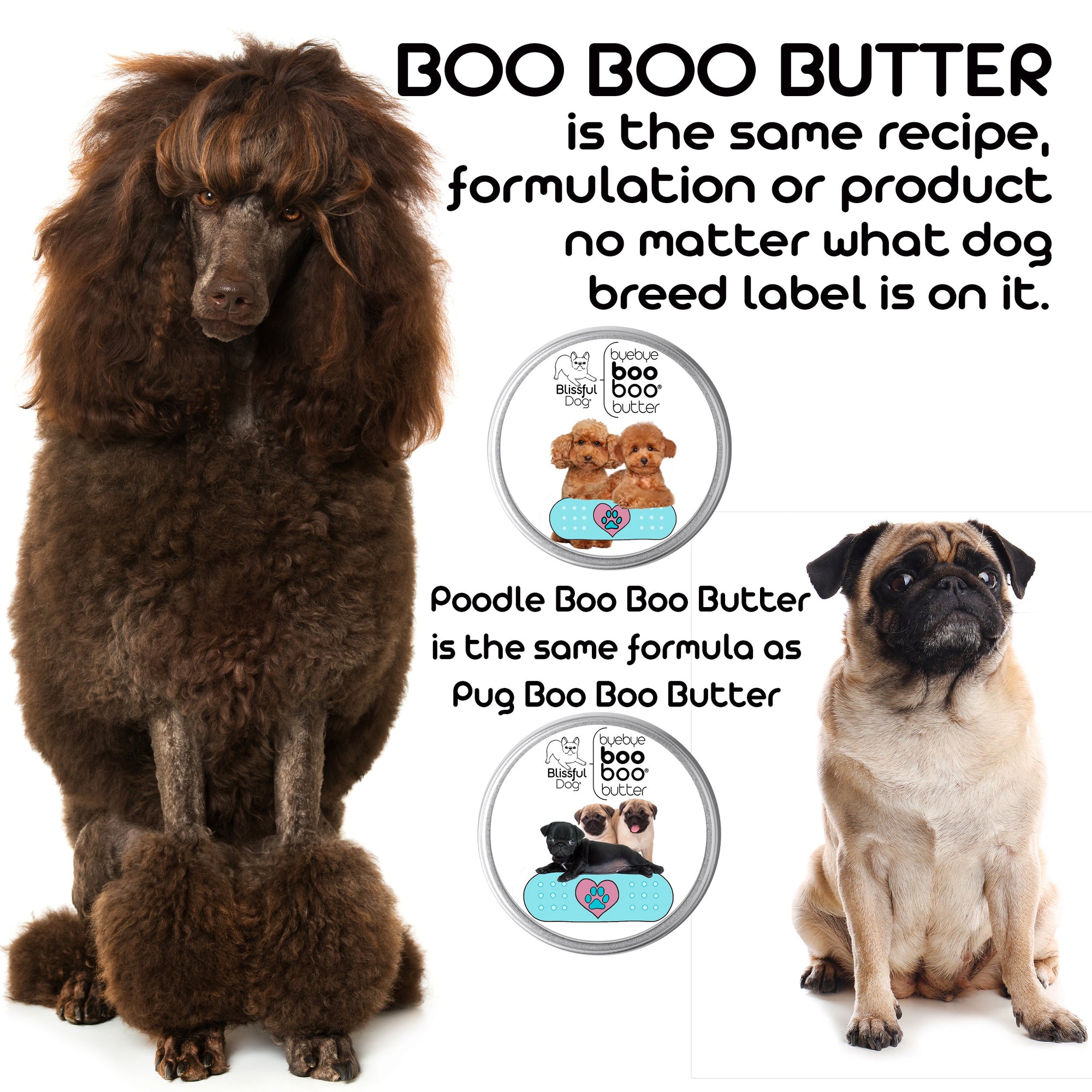 Grooming Poodle pug