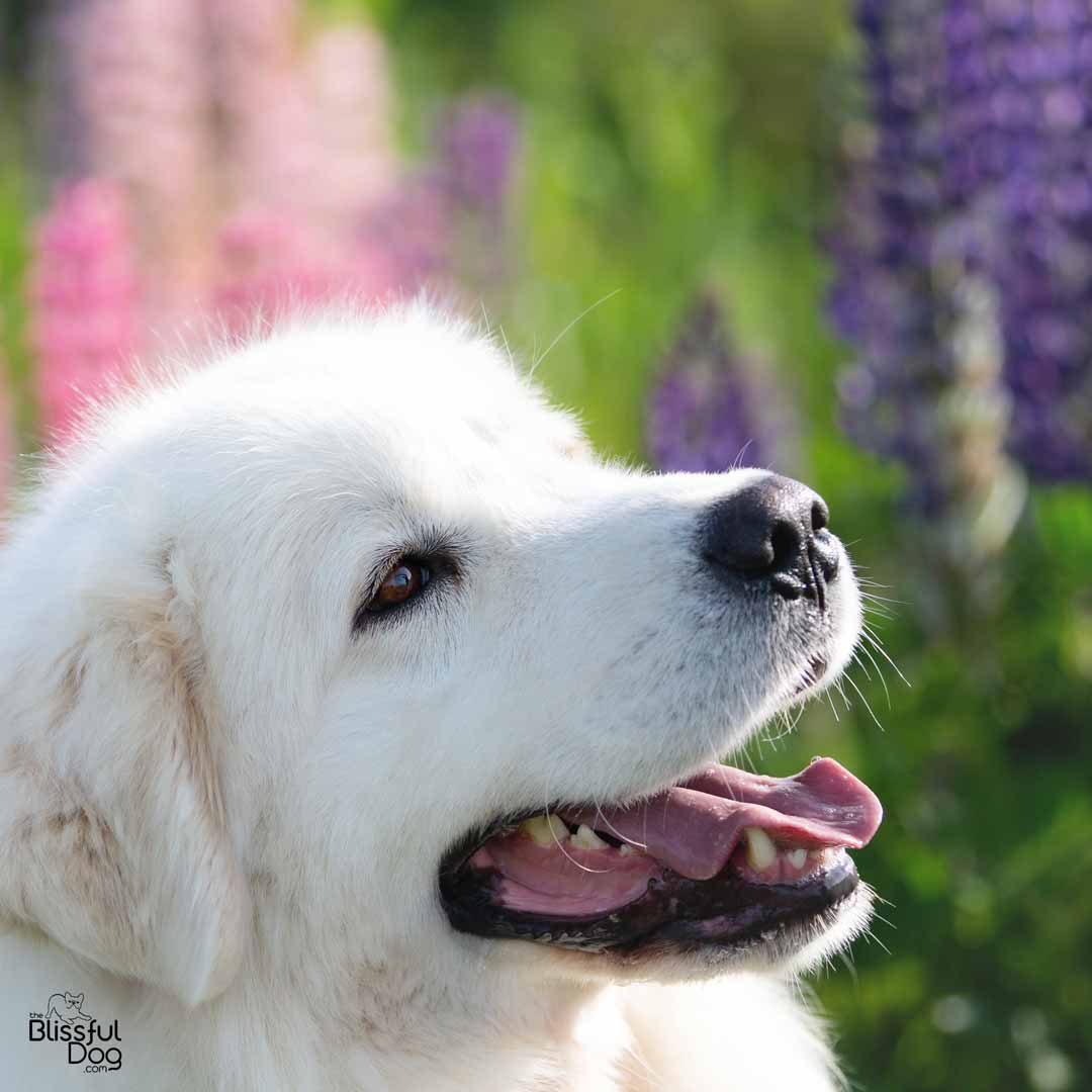 blissful great pyrenees