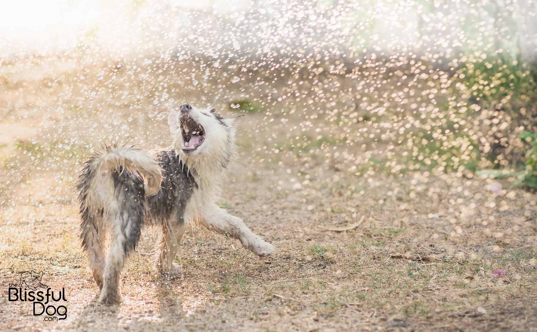 husky playing rain