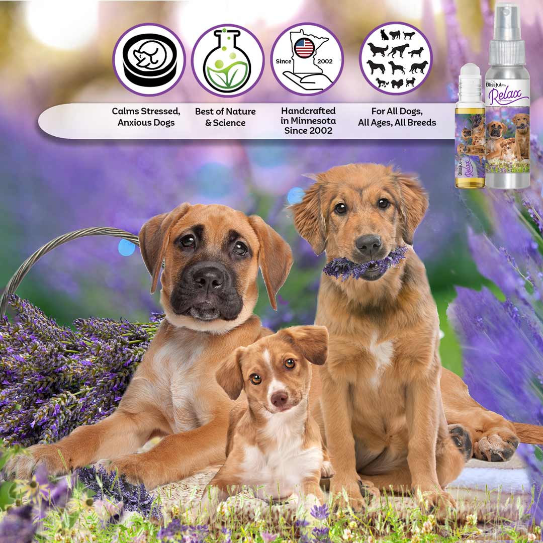 dog aromatherapy