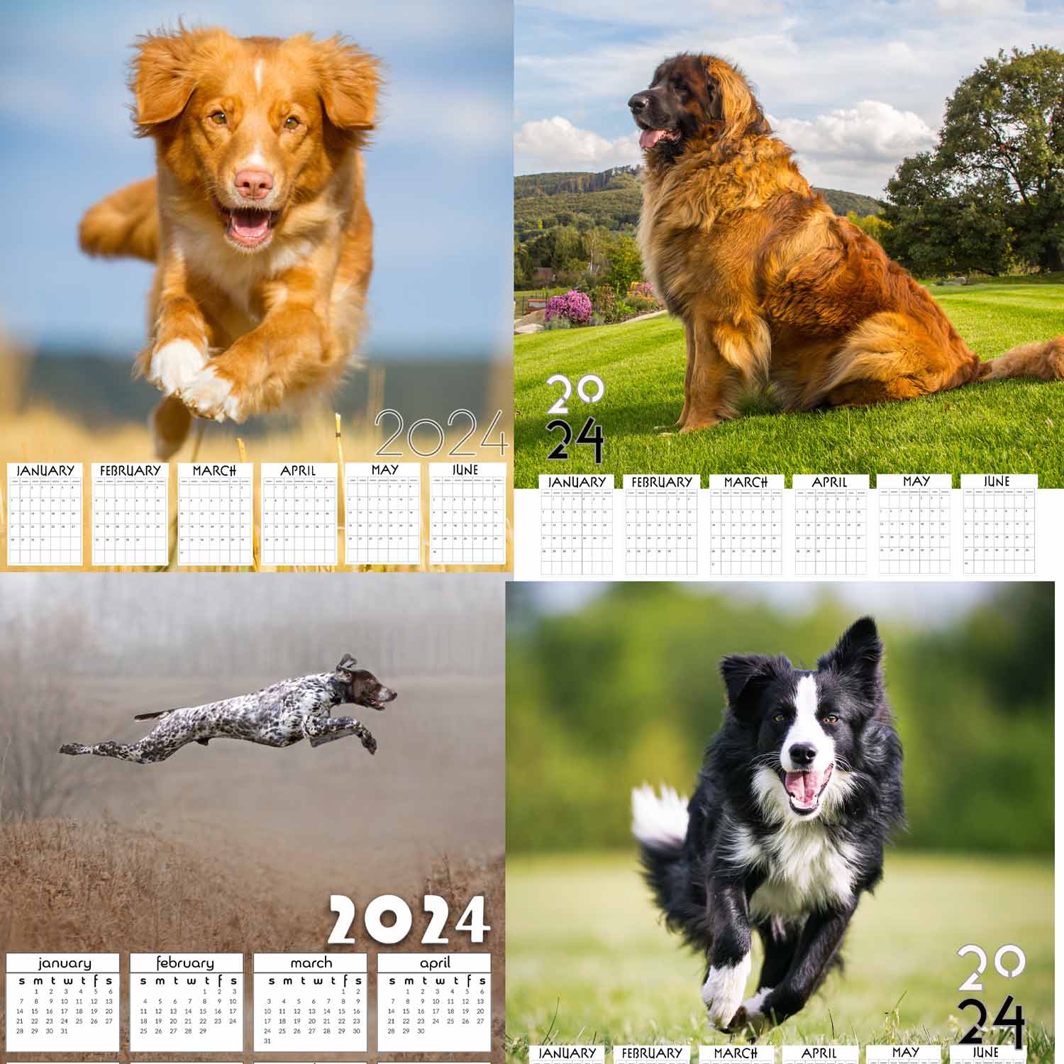active dog calendars