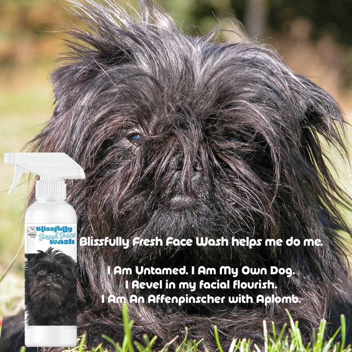 Affenpinscher beard spray