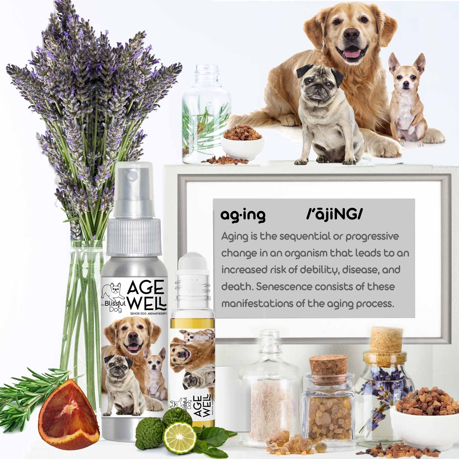 senior dog aromatherapy