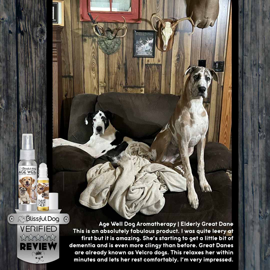 great dane senior dog 