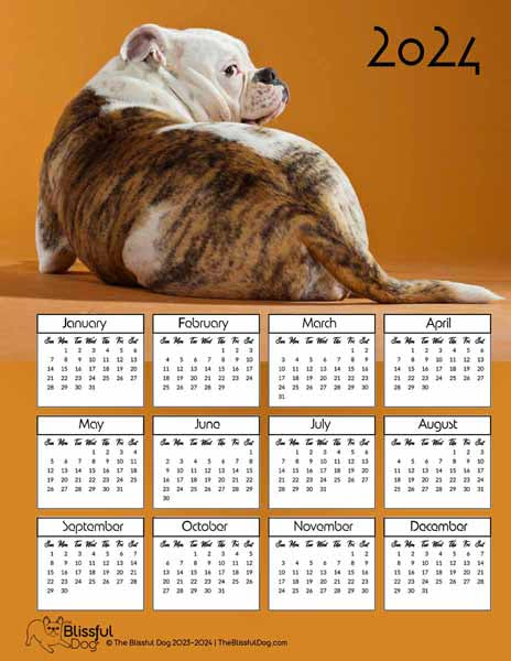 american bulldog calendar butt