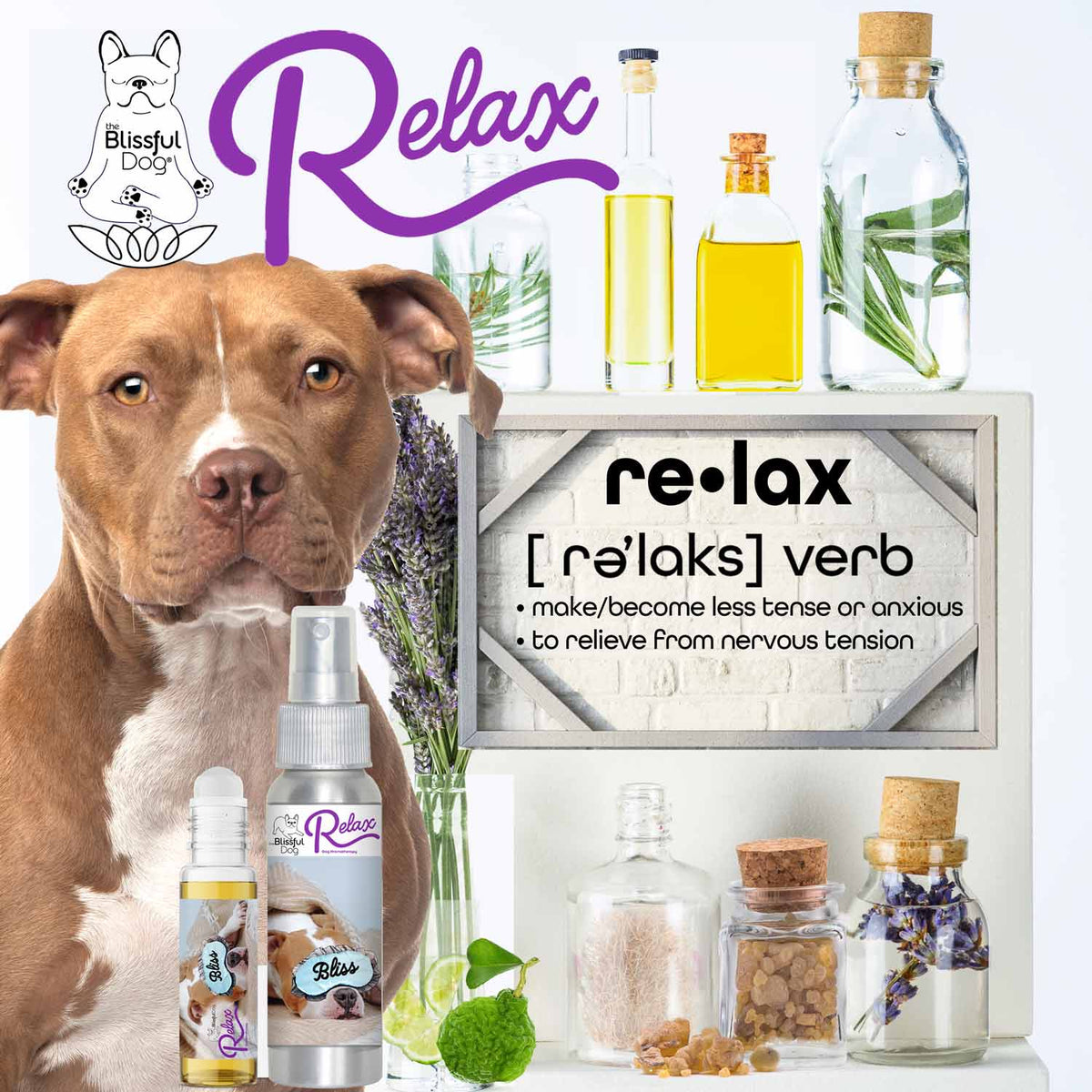 american staffordshire terrier ANXIETY SEPARATION