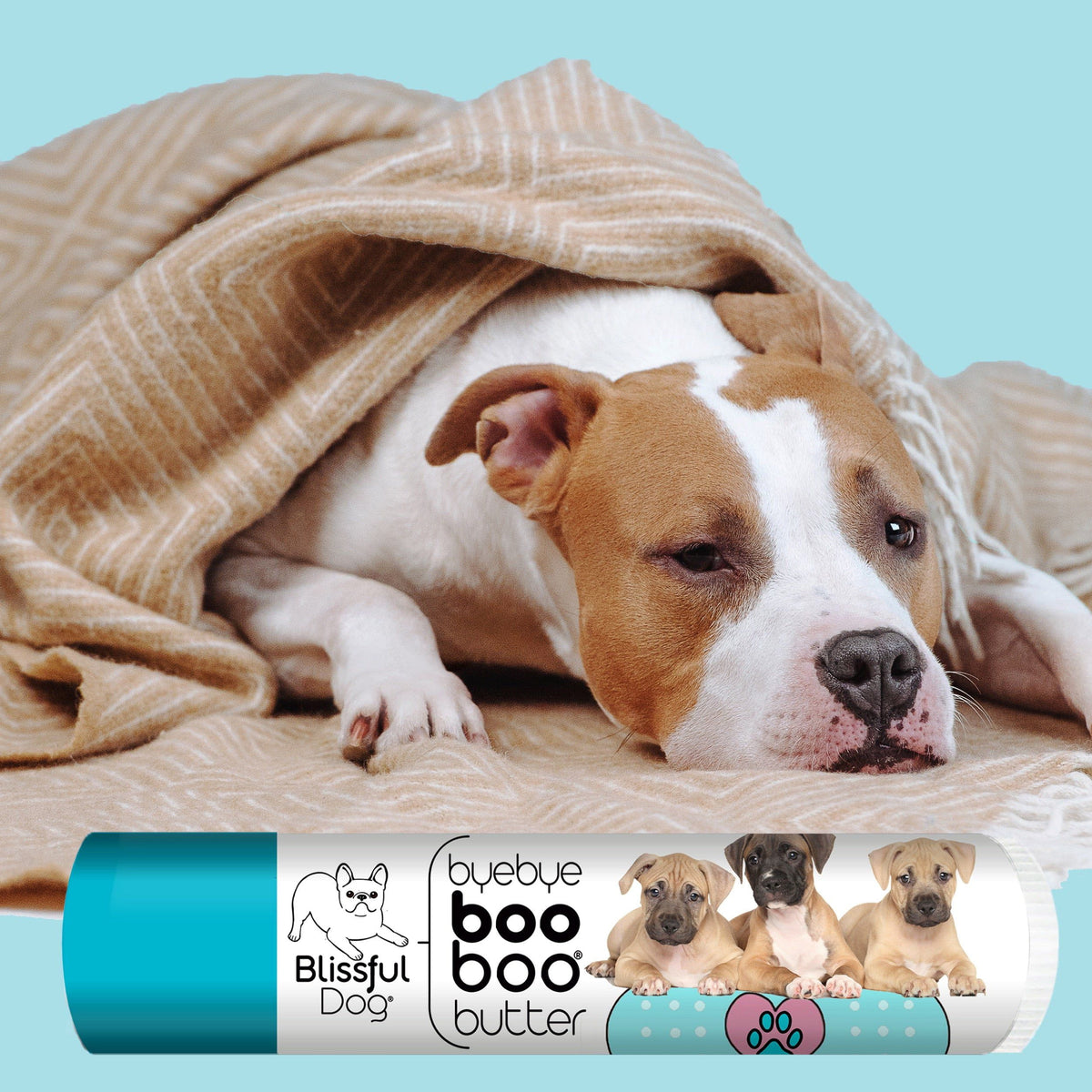 American Staffordshire Terrier skin balm