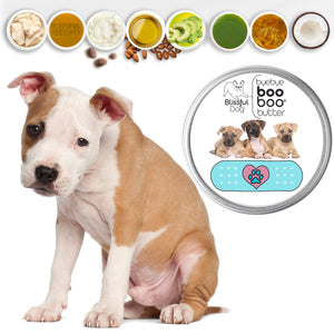 American Staffordshire Terrier skin care