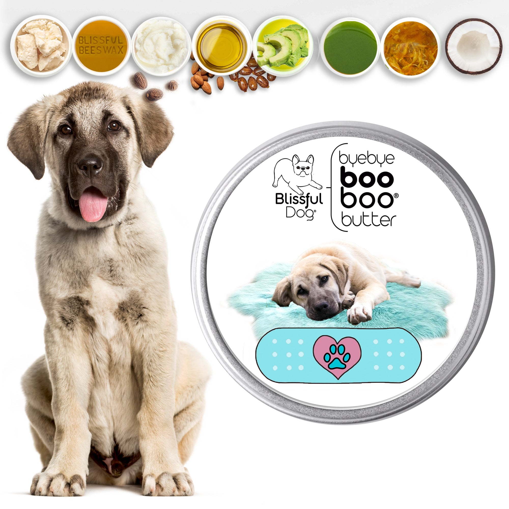 Anatolian shepherd skin care