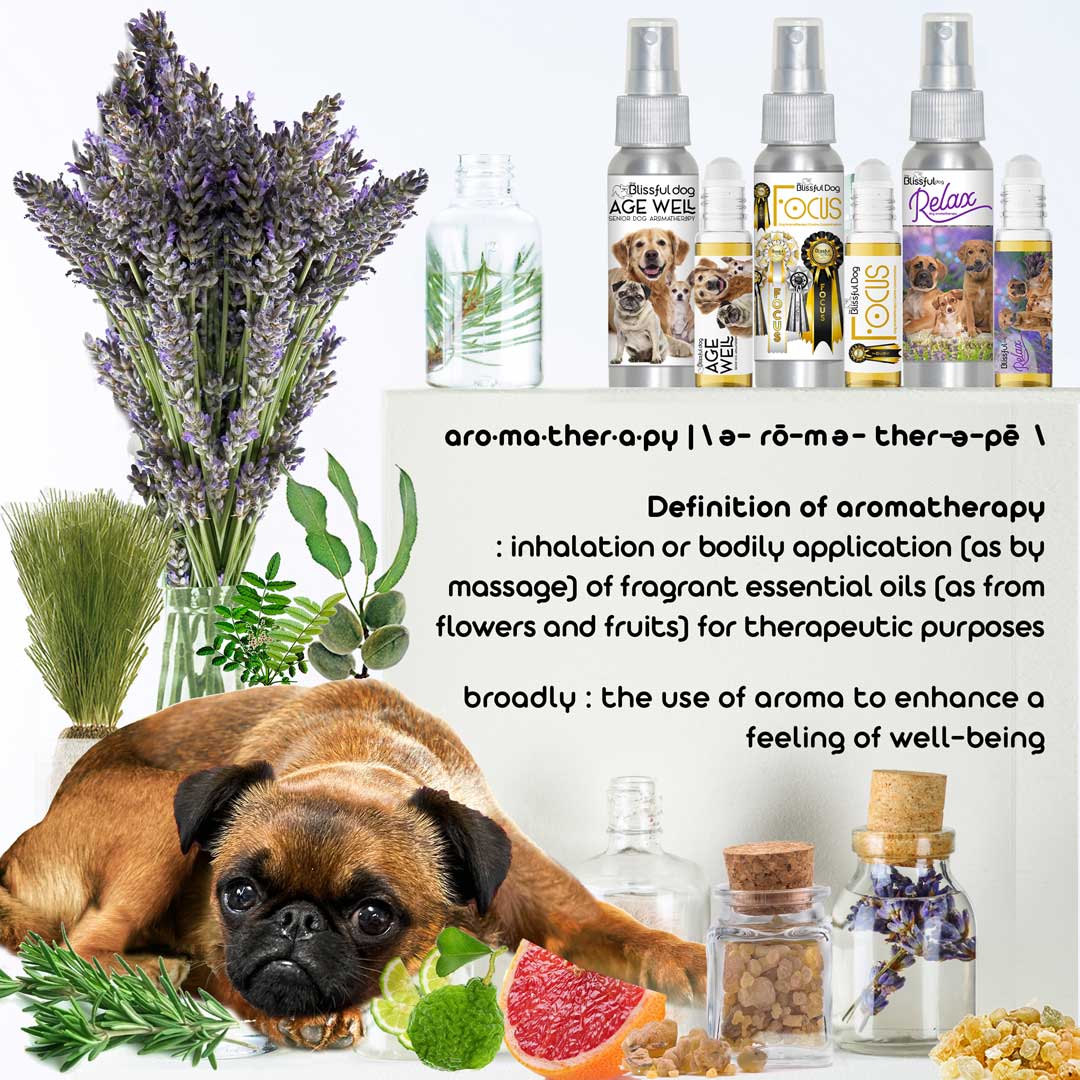 Essential oil good for dogs best sale