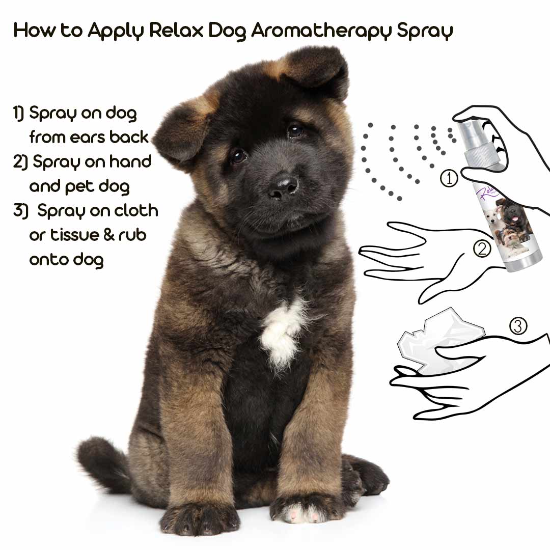 using dog aromatherapy