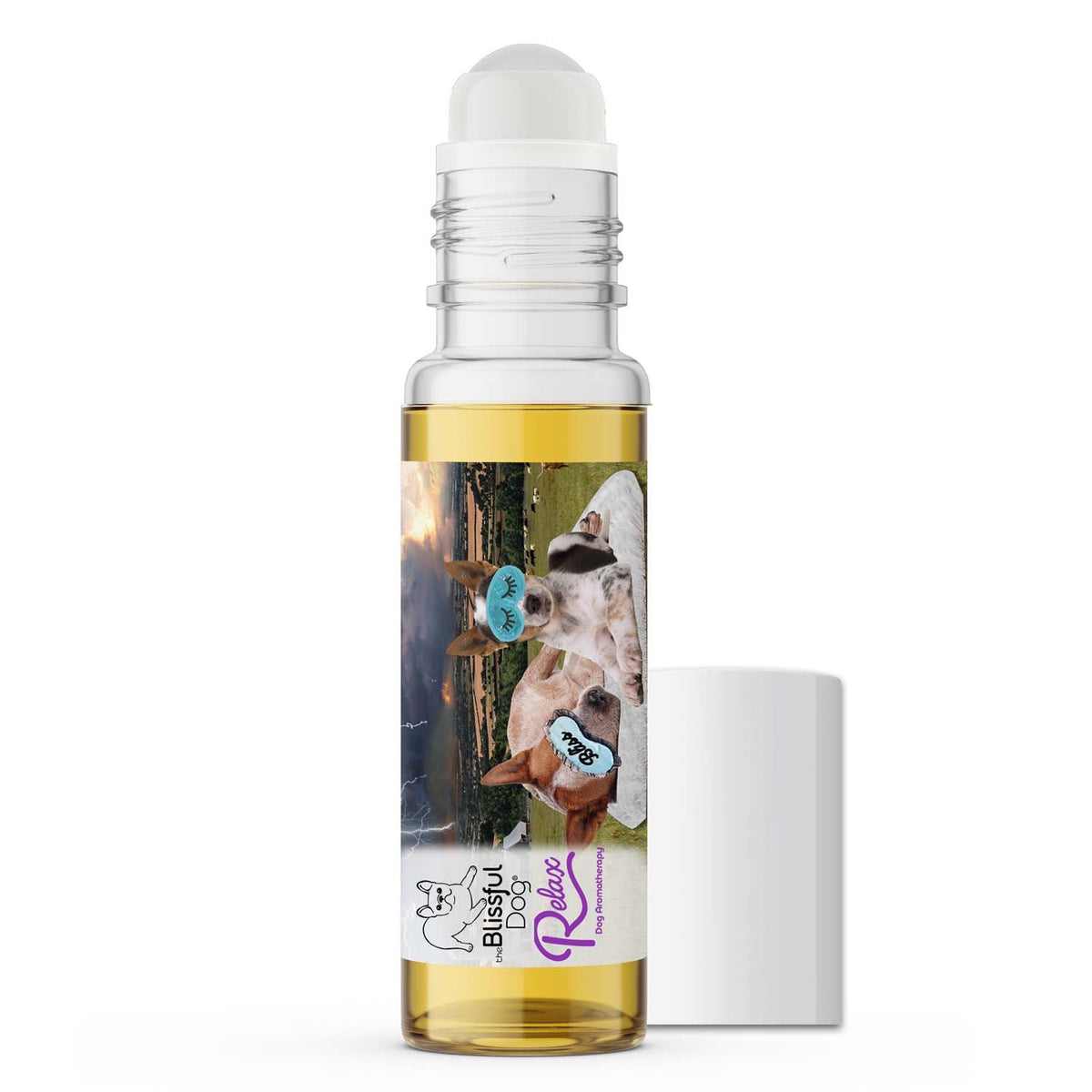 australian cattle dog separation anxiety