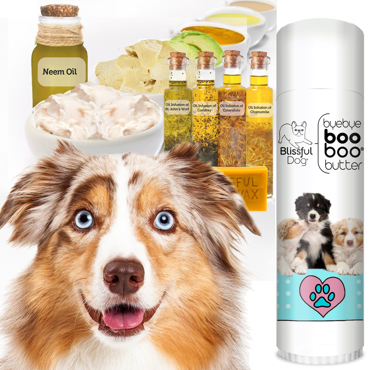 Australian Shepherd Skin Irritations