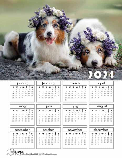 free australian shepherd calendar