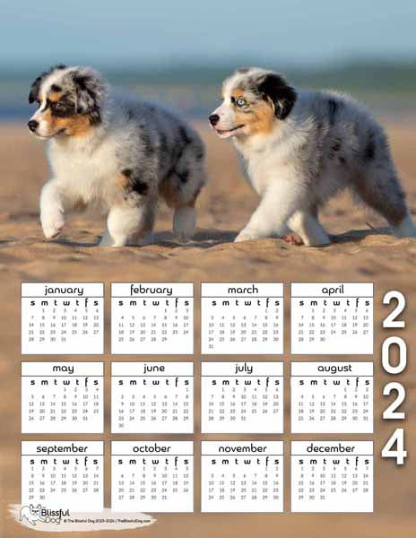 free australian shepherd  puppies calendar