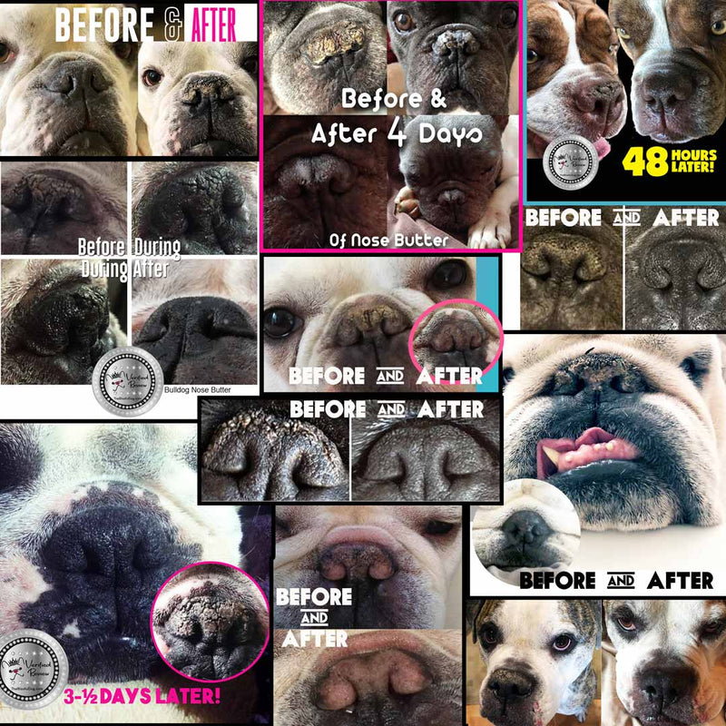 Boston Terrier Nose Butter Dog Dry Nose Moisturizer The Blissful Dog