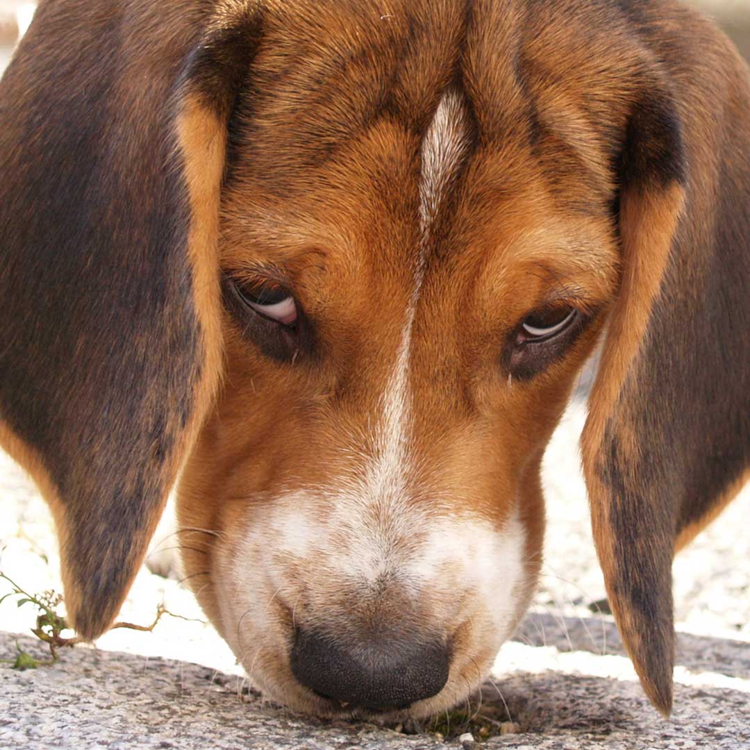 Beagle nose power