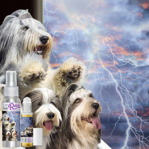 bearded collie scared fireworks