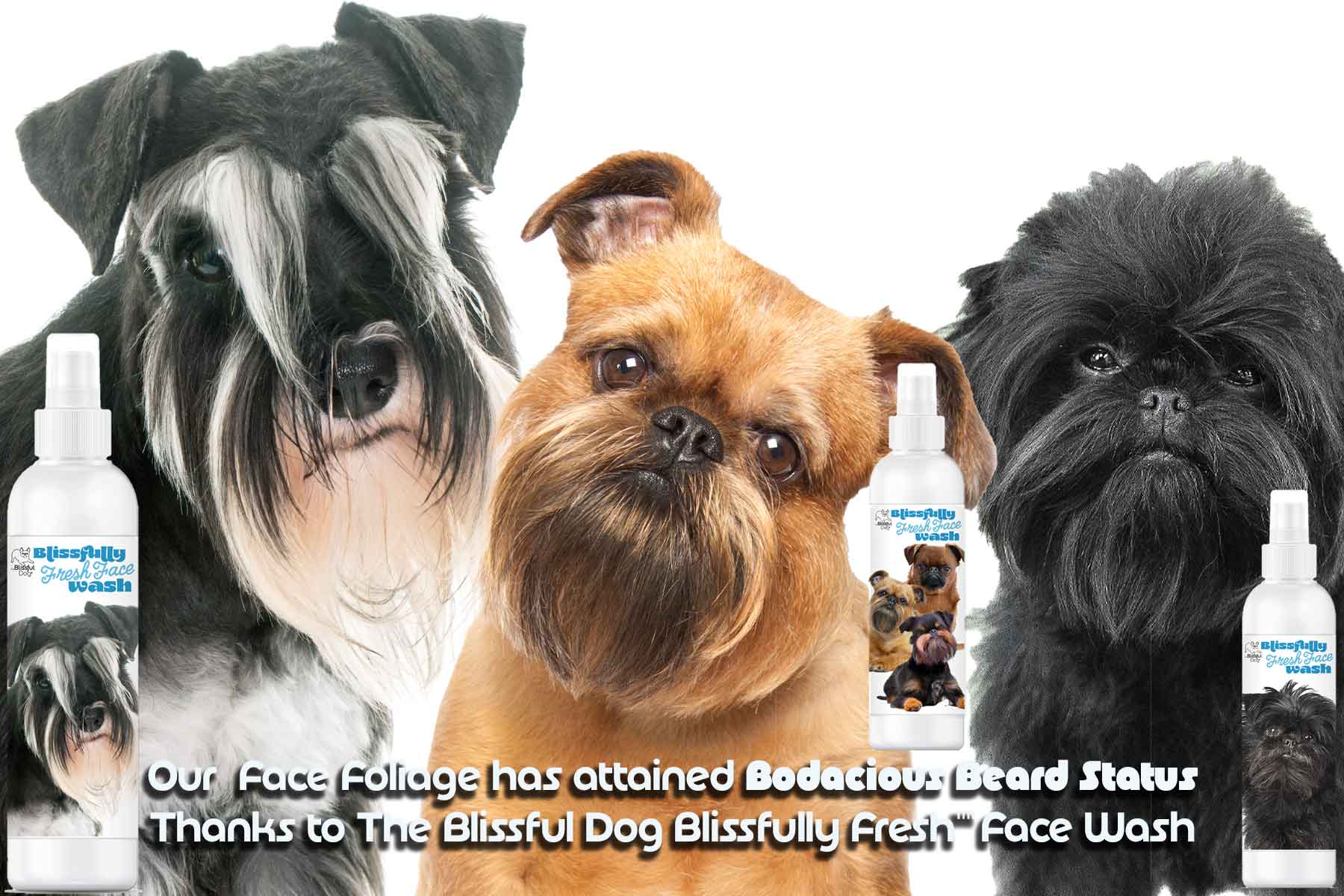 dogs with beards