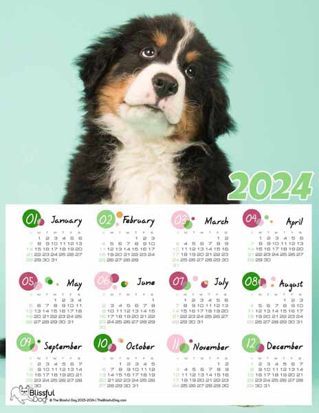 bernese mountain dog puppy free calendar
