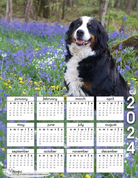 bernese mountain dog calendar free