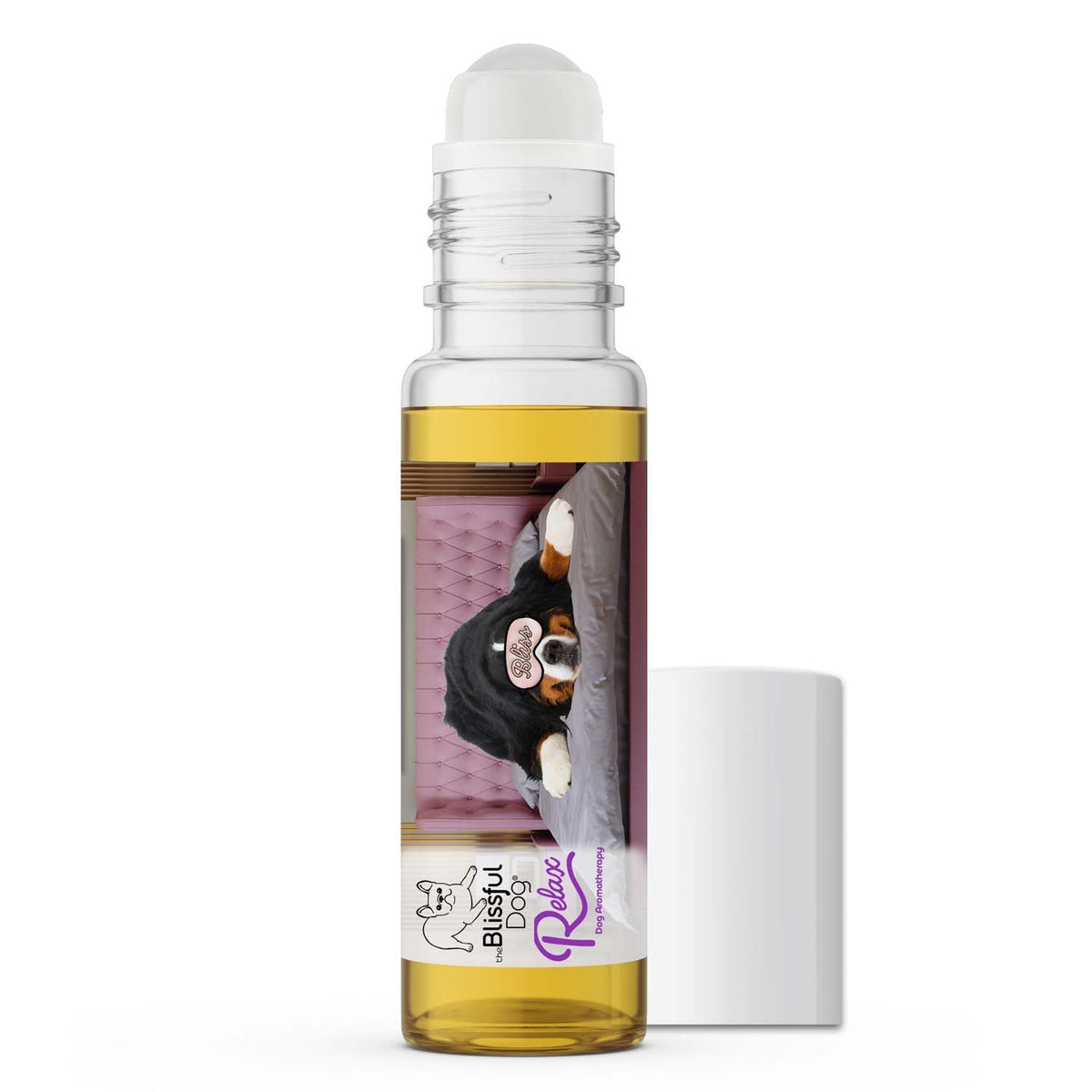 Bernese Mountain Dog separation anxiety