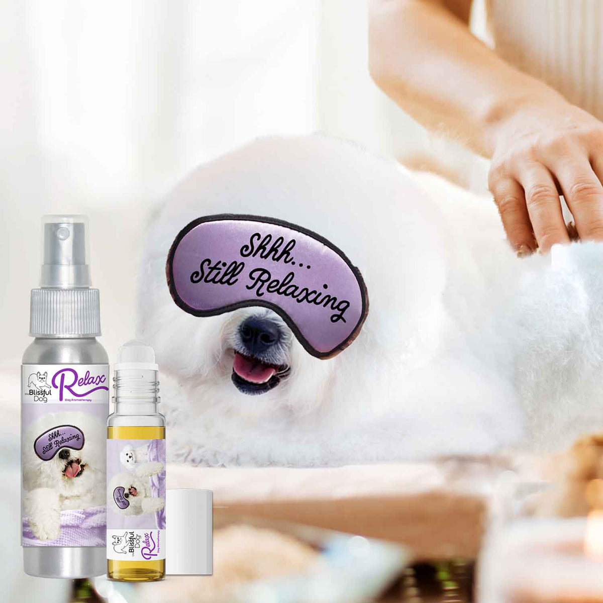 bichon frise dog aromatherapy