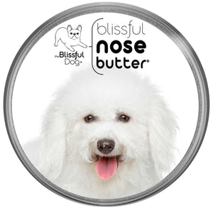 BICHON FRISE DOG HAS ROUGH NOSE