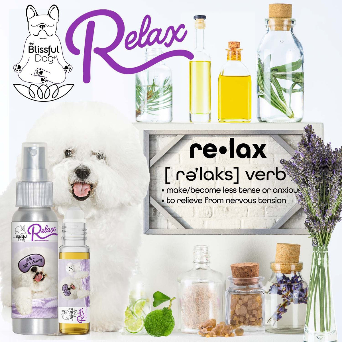 bichon frise anxiety