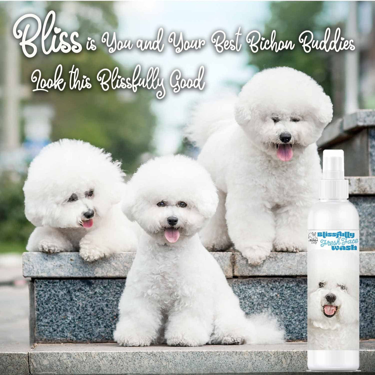 Bichon Frise face cleanser