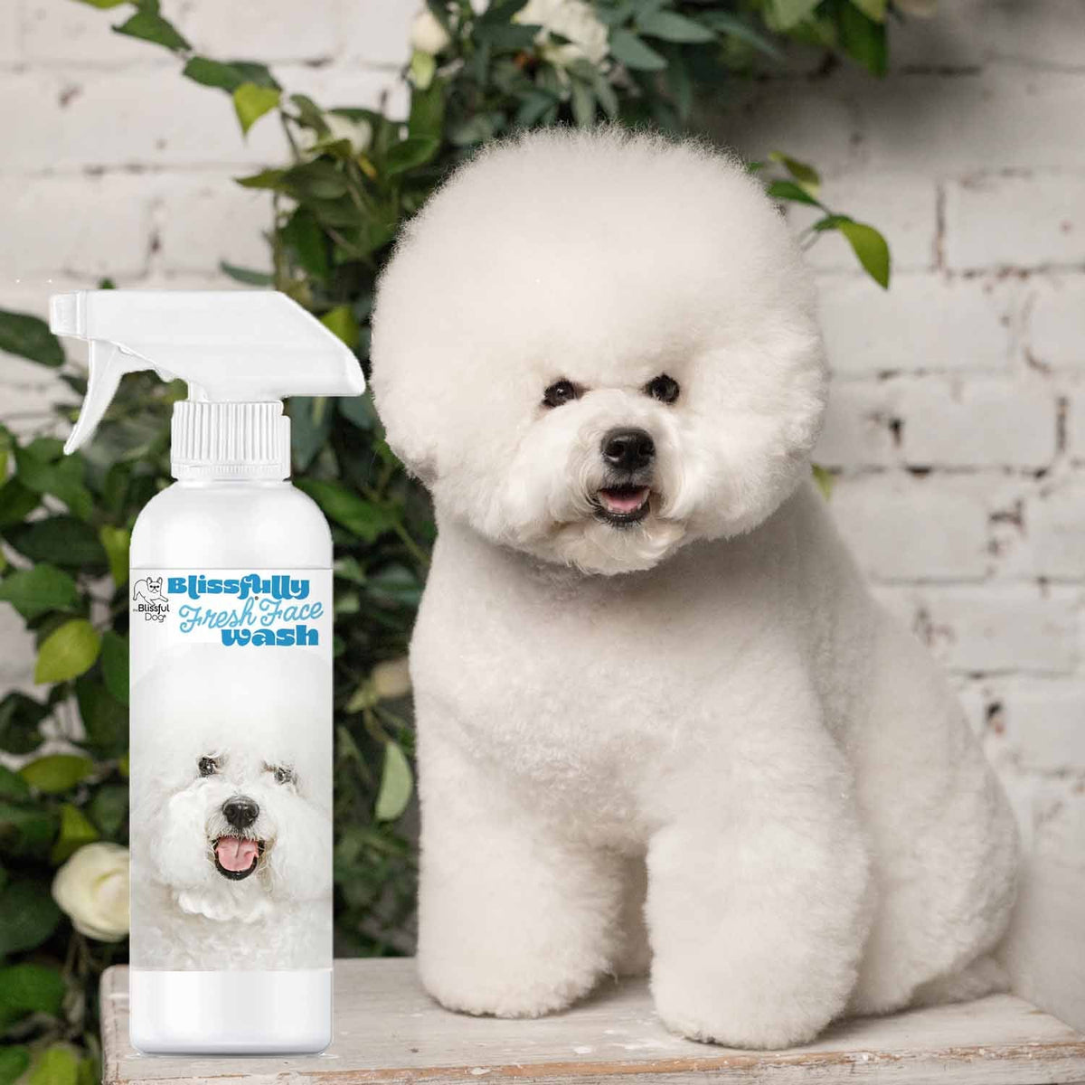 Bichon Frise face shampoo