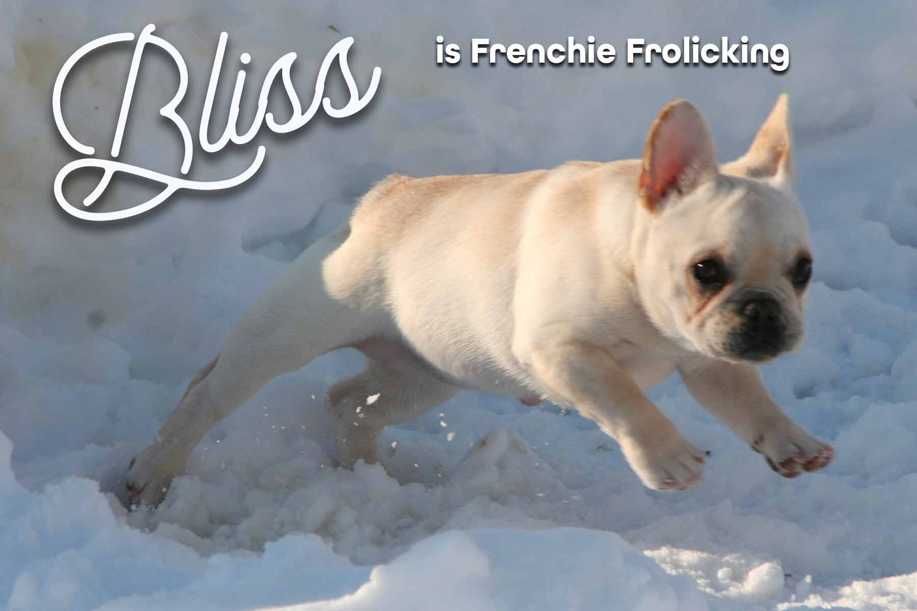 french bulldog frolicking iin snow