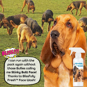 Bloodhound face care