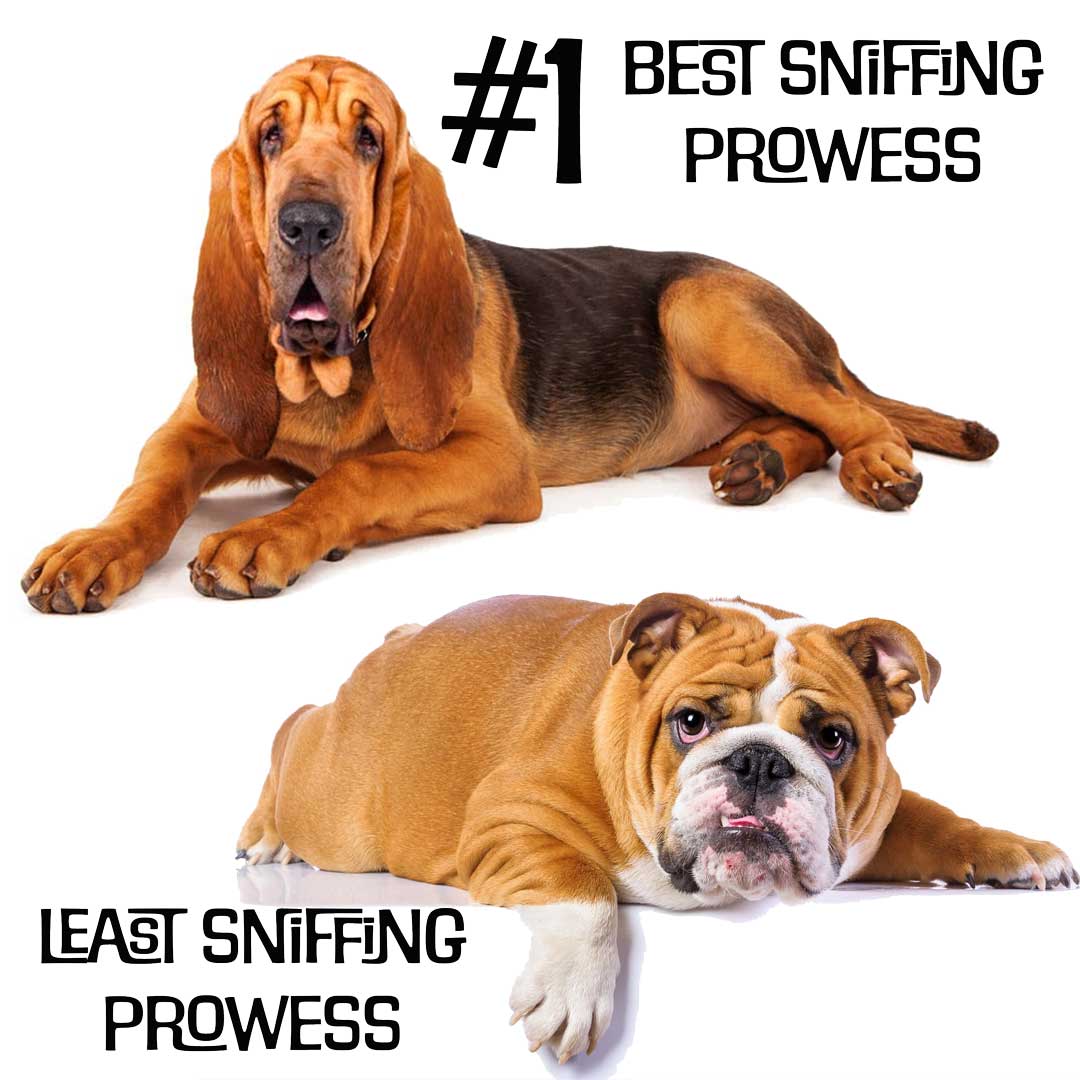 bloodhound best nose
